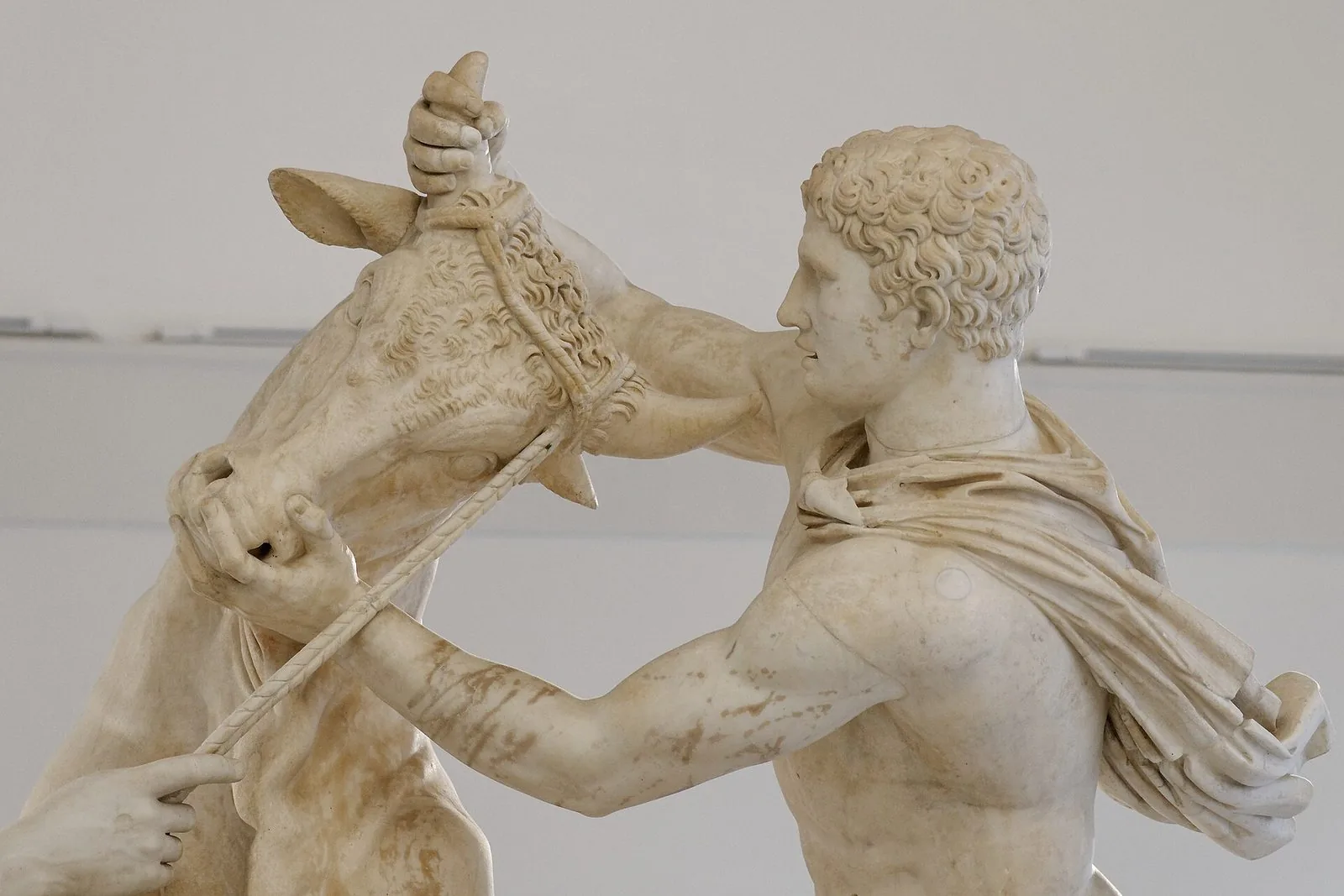 Particolare del Toro Farnese al Museo Archeologico Nazionale di Napoli: un giovane in marmo bianco dai capelli ricci afferra per le corna e per il muso un toro trattenuto da una corda